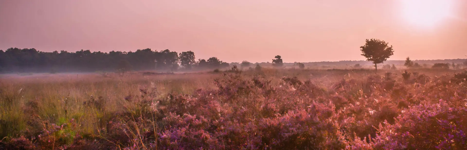 Heide, mist en opkomende zon