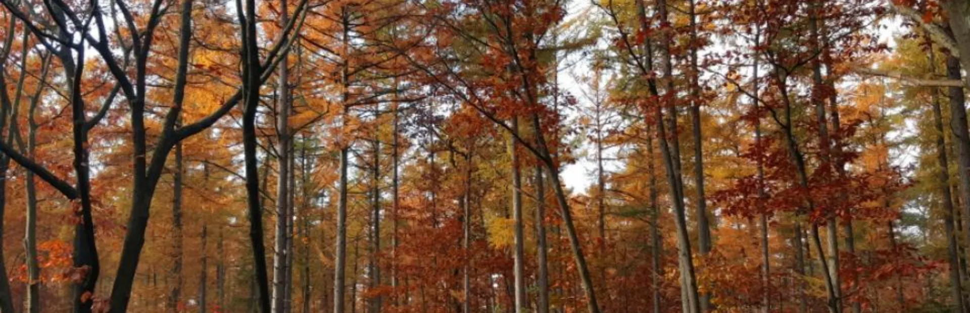 Gelderland in de herfst