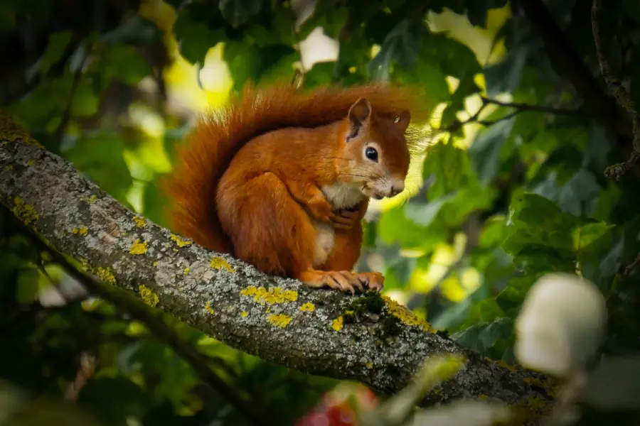 Eekhoorn in de boom