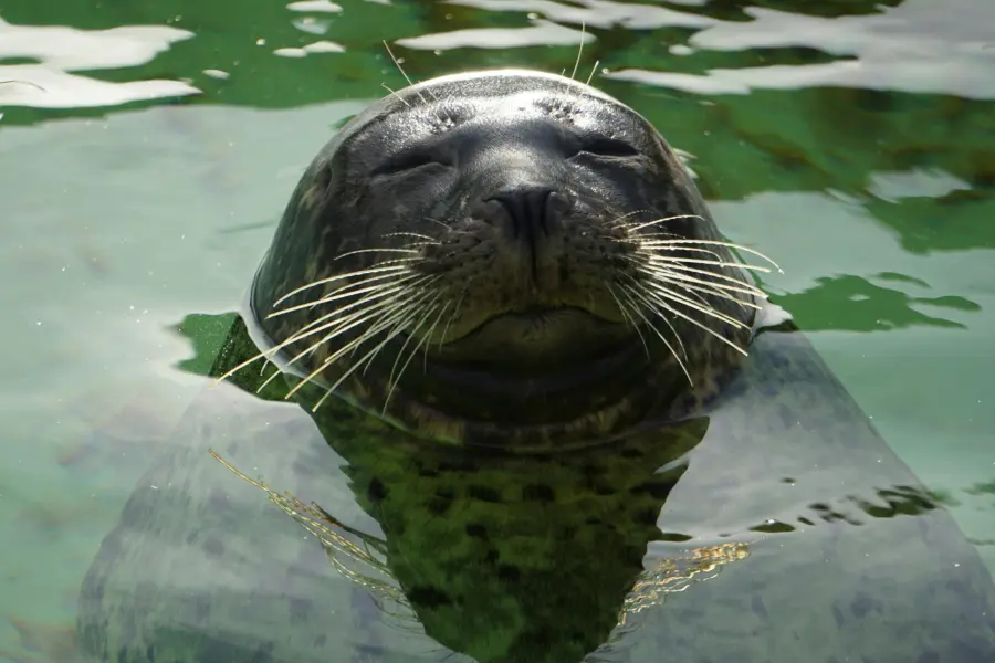 Zeehond
