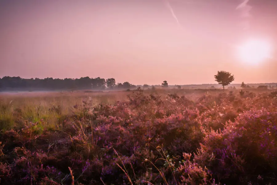 Heide, mist en opkomende zon