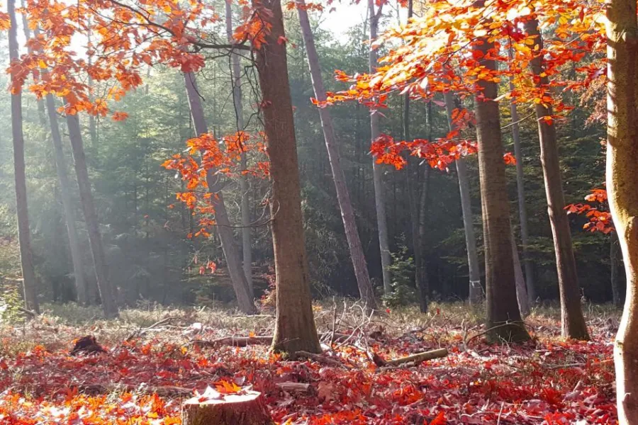 Herfst bos